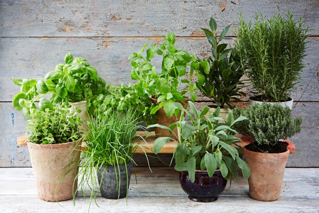 plants for miniature garden