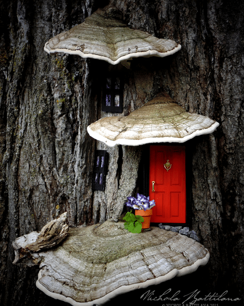 fairy doors outside on a tree