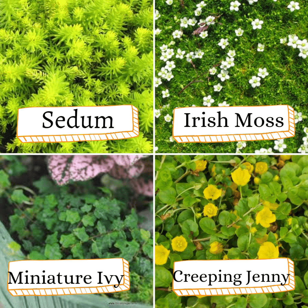 plants for ground cover for fairy gardening