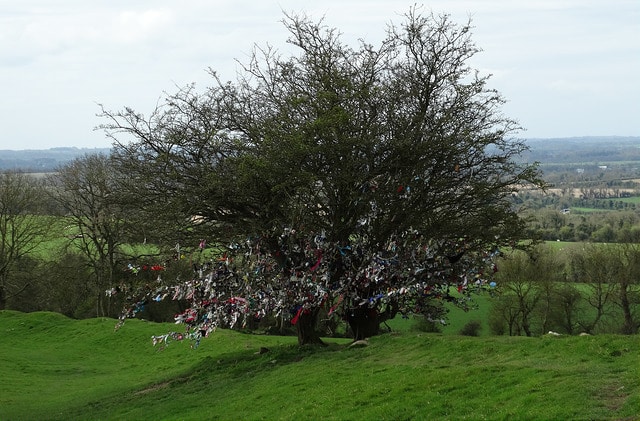 rag tree in the west of Ireland