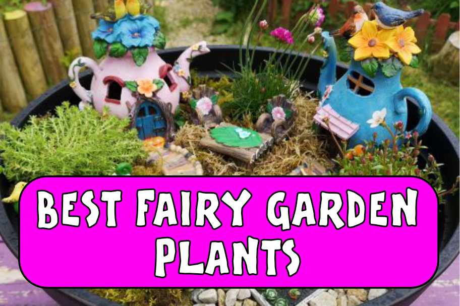 What Plants to use in a Fairy Garden?