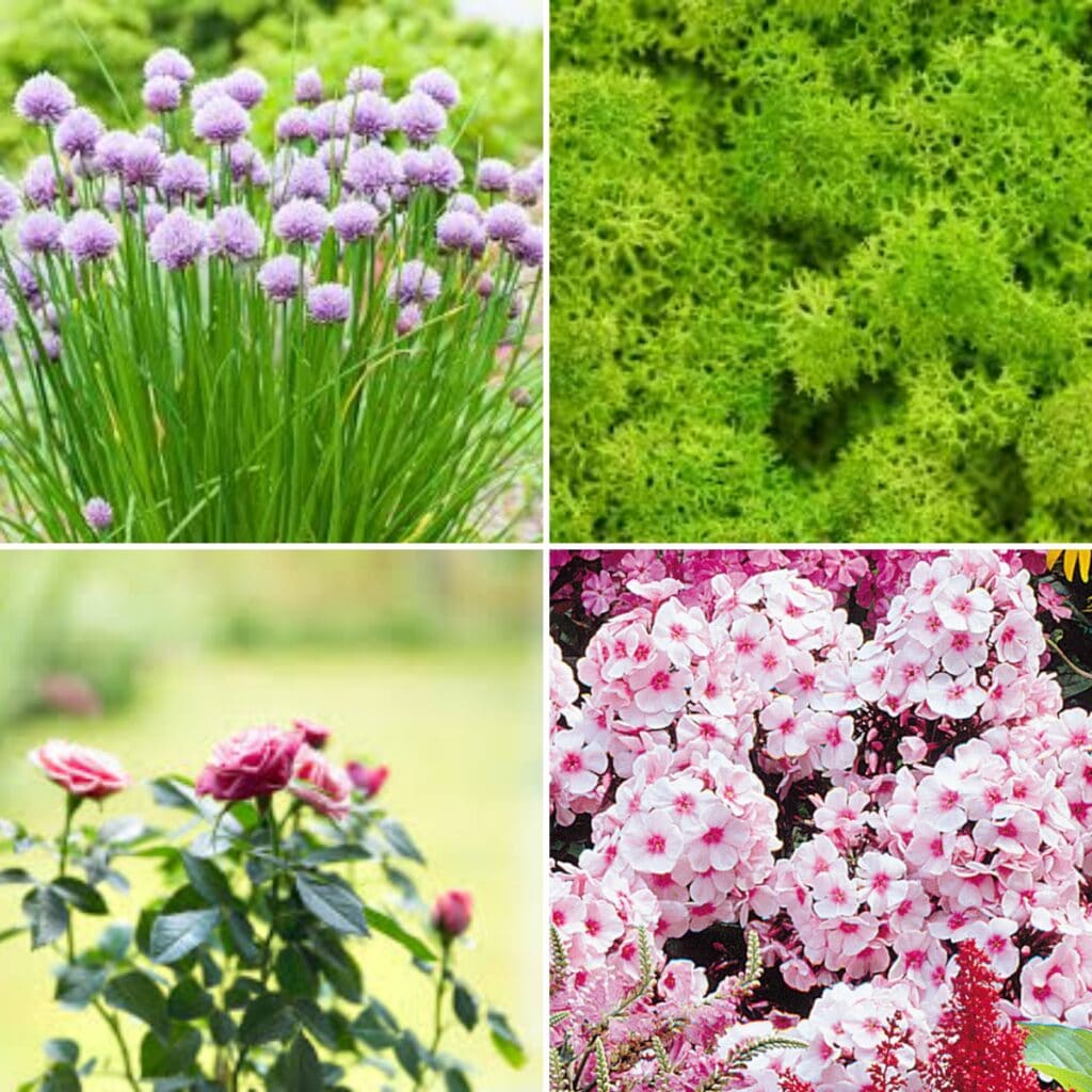 plants that can be used in a fairy garden
