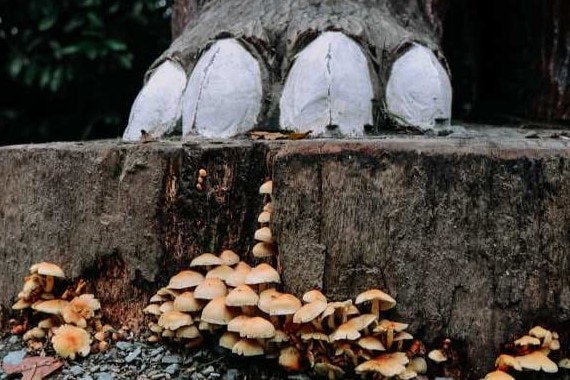 mushrooms growing at the Gruffalo's feet
